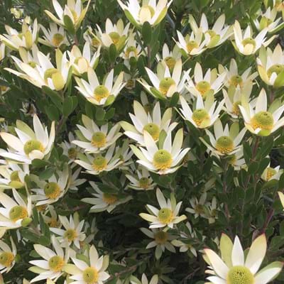 Leucadendron Sundance - Ladybird Nursery