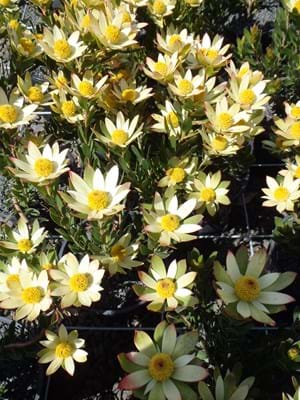 Leucadendron Sundance - Ladybird Nursery