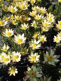 Leucadendron Sundance