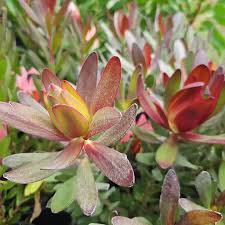 Leucadendron Fantasy Sunset - Ladybird Nursery