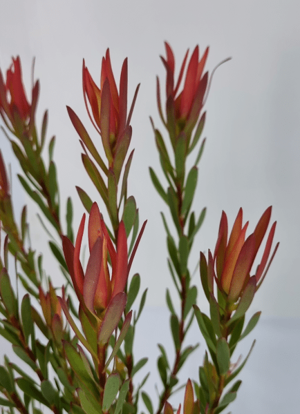 Leucadendron Amy (Leucadendron salignum) - Ladybird Nursery