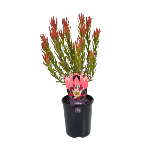 Leucadendron Amy (Leucadendron salignum) - Ladybird Nursery