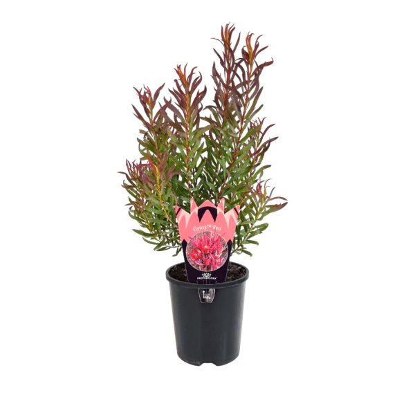 Leucadendron 'Gypsy Red' - Ladybird Nursery