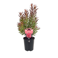 Leucadendron 'Gypsy Red' - Ladybird Nursery