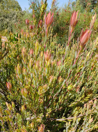 Leucadendron ‘Jack Harre’ - Ladybird Nursery
