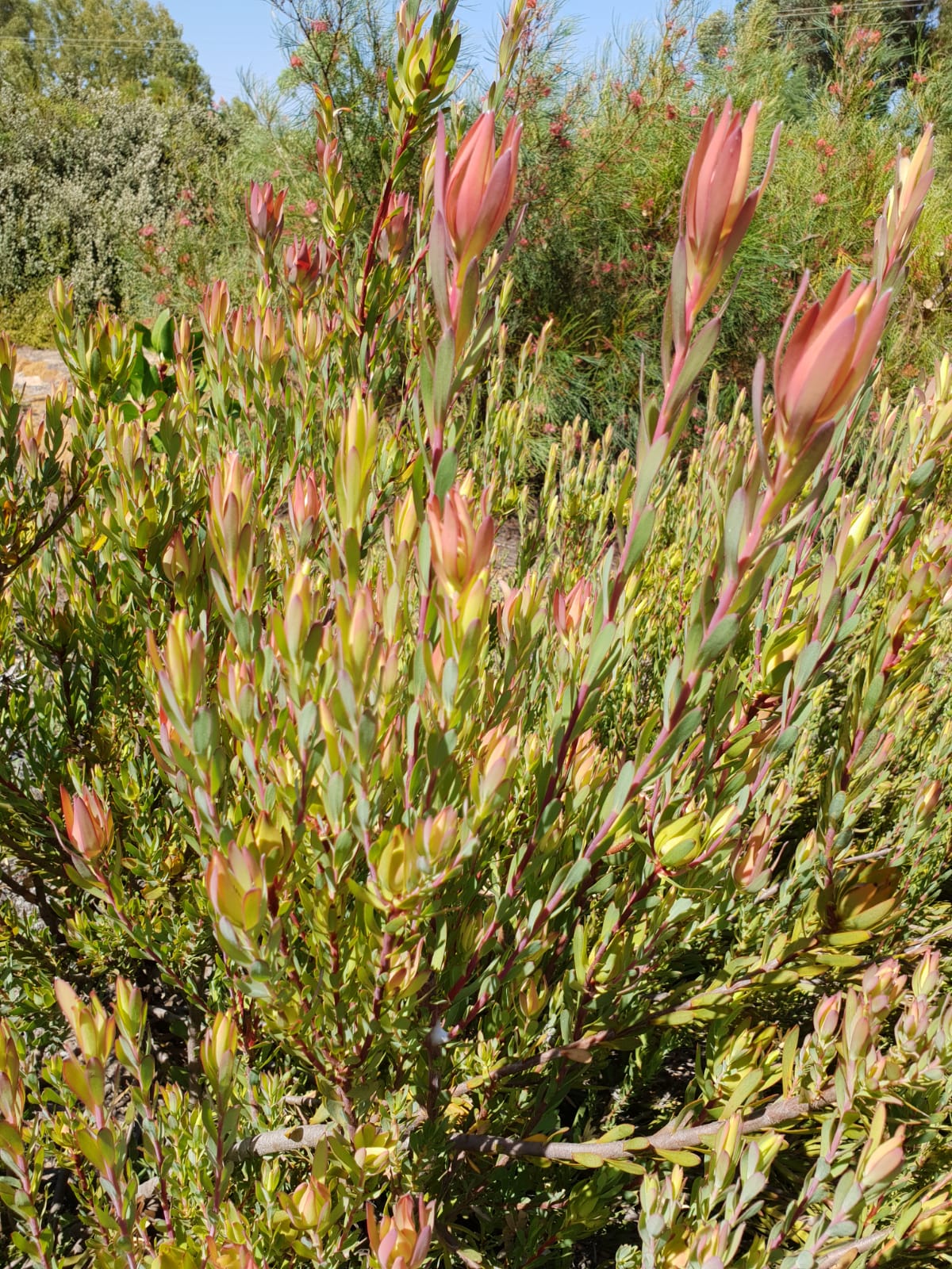 Leucadendron ‘Jack Harre’ - Ladybird Nursery