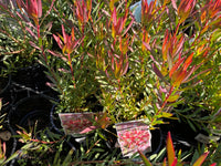 Leucadendron ‘Jack Harre’ - Ladybird Nursery