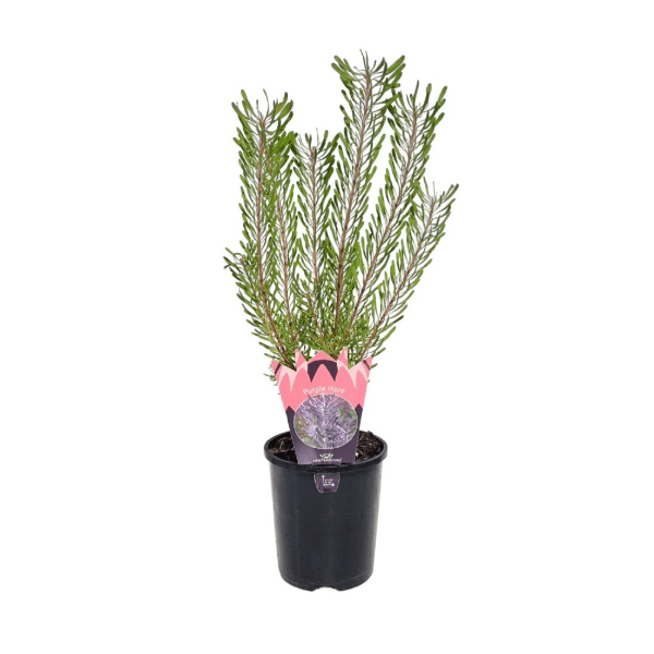 Leucadendron 'Purple Haze' - Ladybird Nursery