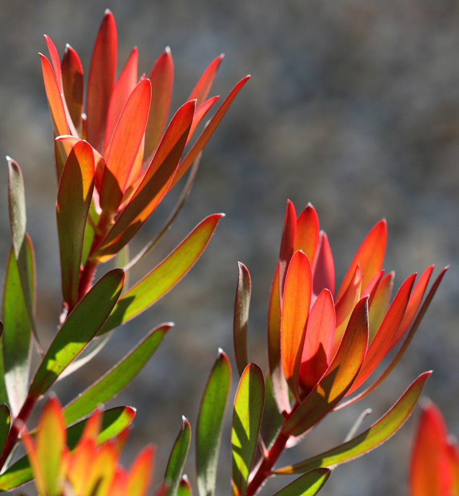 Leucadendron ‘Red Gem’ - Ladybird Nursery
