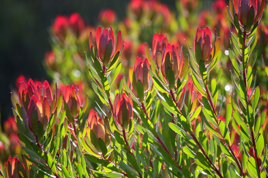 Leucadendron ‘Red Gem’ - Ladybird Nursery