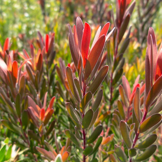 Leucadendron ‘Red Gem’ - Ladybird Nursery