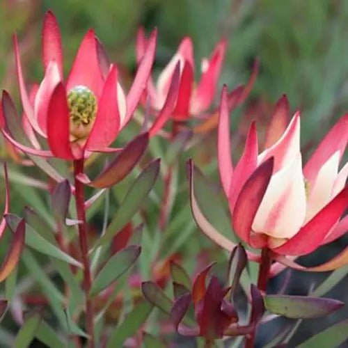 Leucadendron 'Strawberry and Cream' - Ladybird Nursery