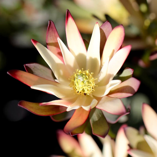Leucadendron salignum 'Baby Bouquet’ - Ladybird Nursery