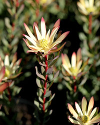 Leucadendron salignum 'Baby Bouquet’ - Ladybird Nursery