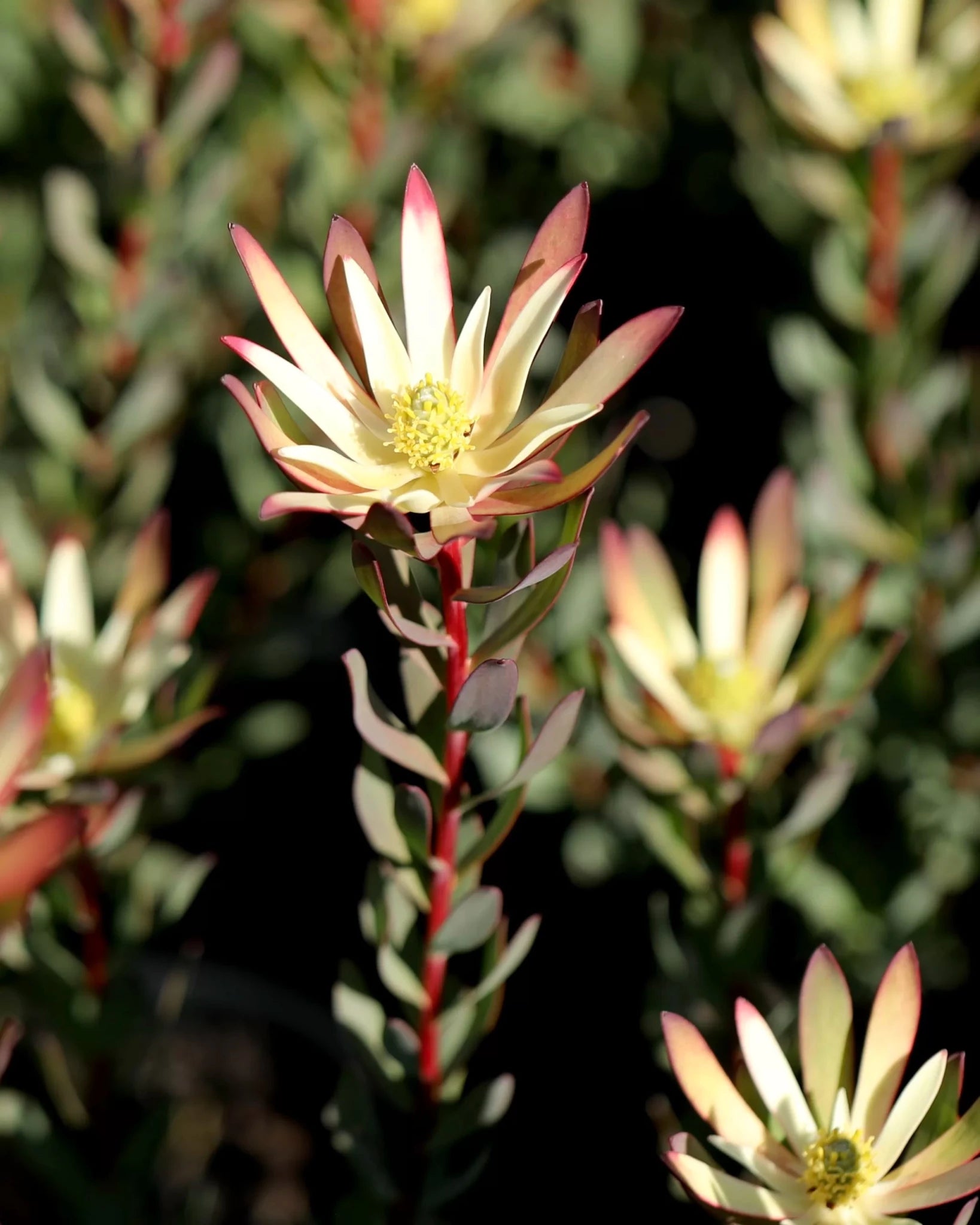 Leucadendron salignum 'Baby Bouquet’ - Ladybird Nursery