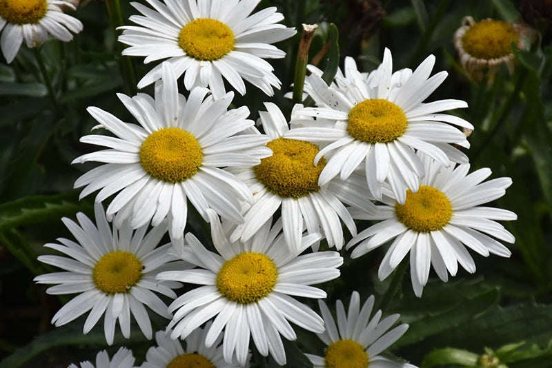 Leucanthemum White Lion
