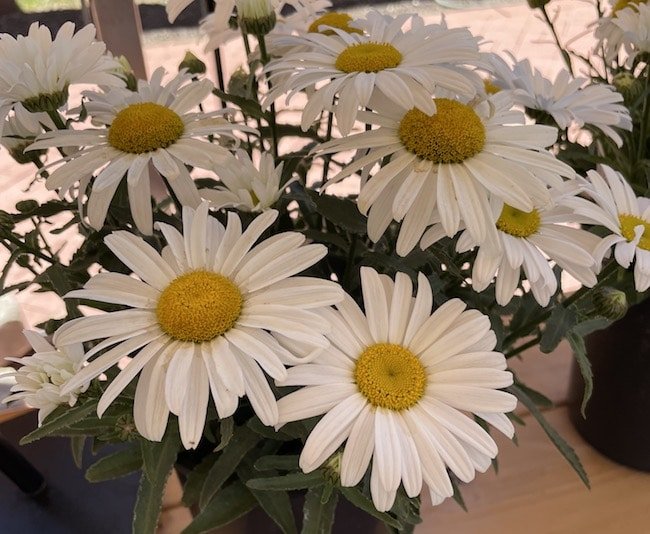 Leucanthemum White Lion - Ladybird Nursery