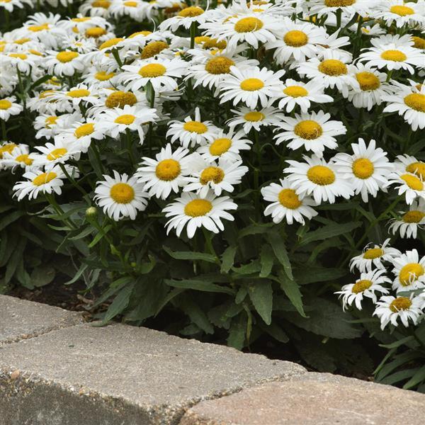 Leucanthemum White Lion - Ladybird Nursery
