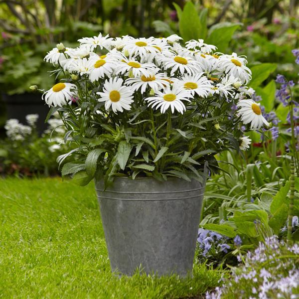 Leucanthemum White Lion - Ladybird Nursery