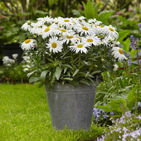 Leucanthemum White Lion - Ladybird Nursery