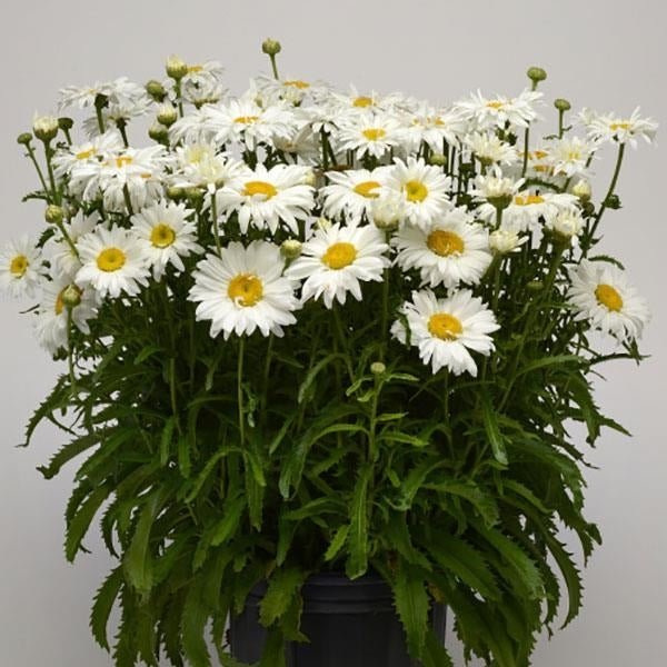 Leucanthemum White Lion - Ladybird Nursery