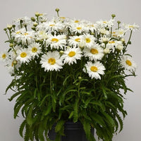 Leucanthemum White Lion - Ladybird Nursery