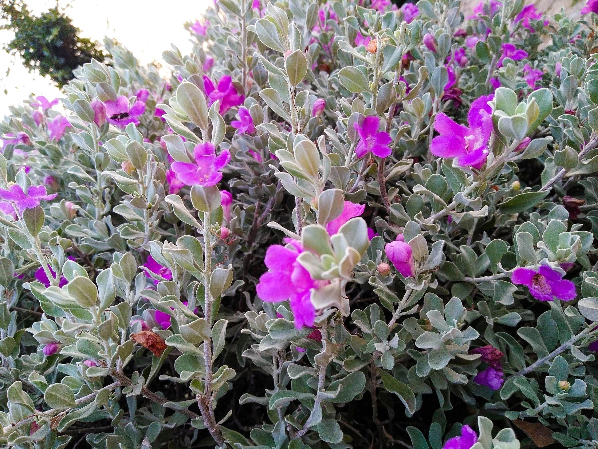 Leucophyllum Lavender Lights (Leucophyllum frutescens)