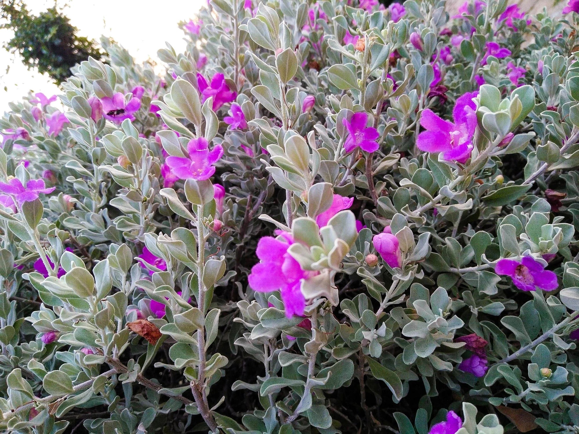Leucophyllum Lavender Lights (Leucophyllum frutescens) - Ladybird Nursery