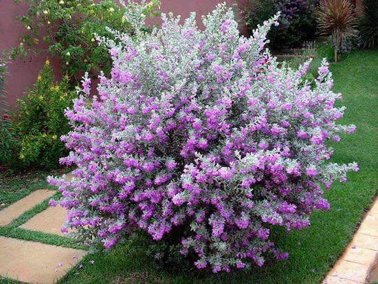 Leucophyllum Lavender Lights (Leucophyllum frutescens) - Ladybird Nursery