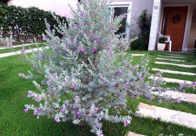 Leucophyllum Lavender Lights (Leucophyllum frutescens)