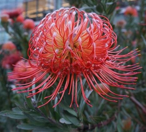 Leucospermum Carnival Flame