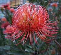 Leucospermum Carnival Flame
