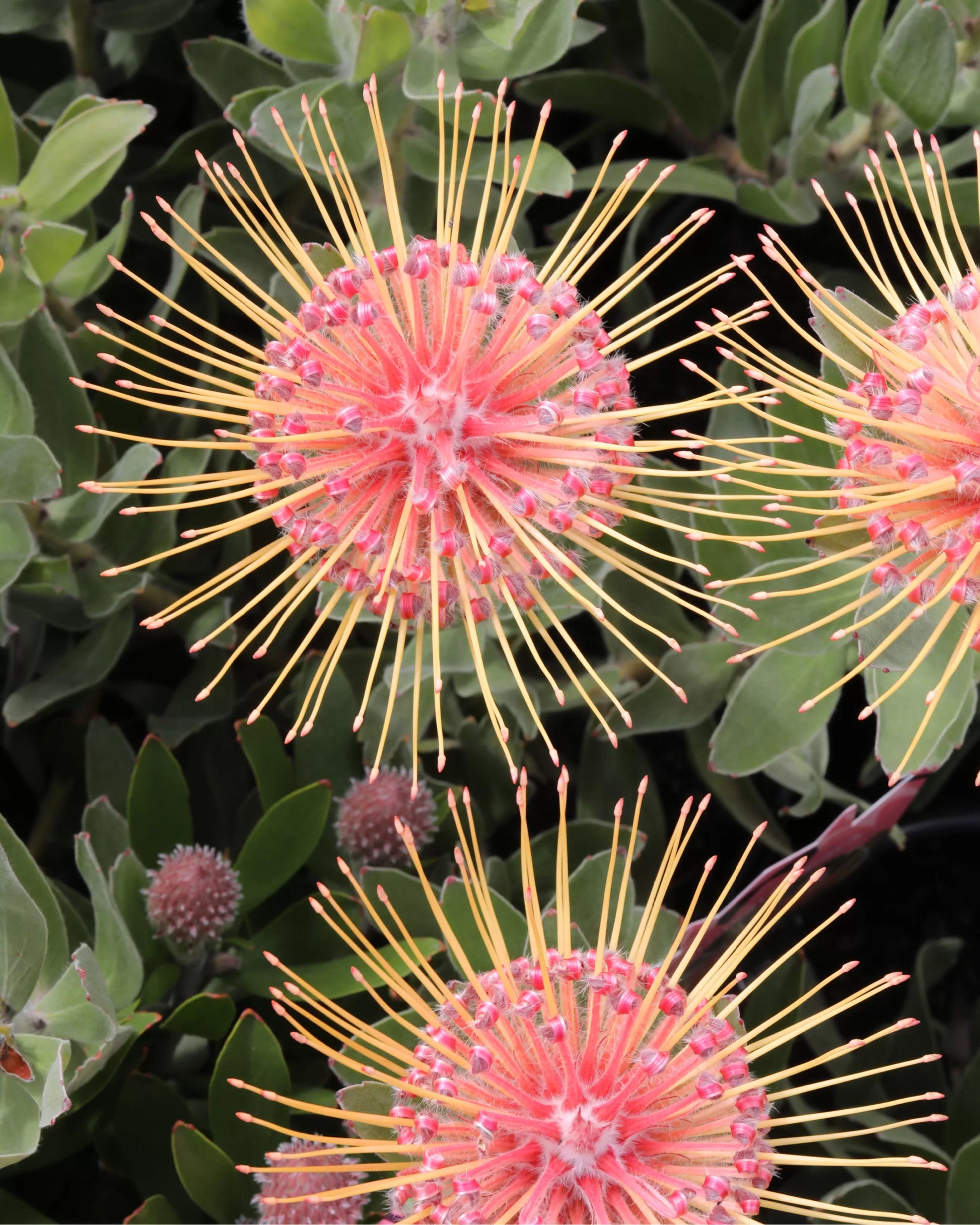 Leucospermum Carnival Peach