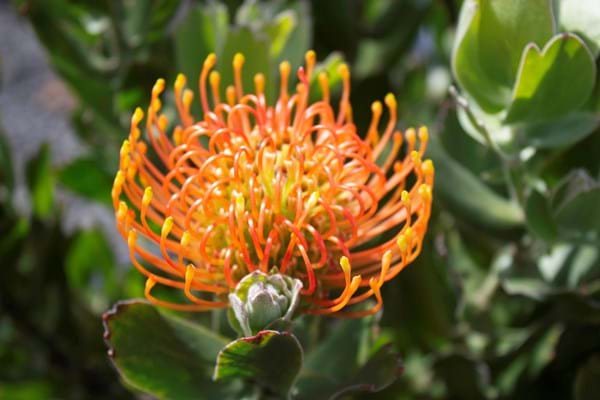 Leucospermum Tiara (Leucospermum patersonii) - Ladybird Nursery