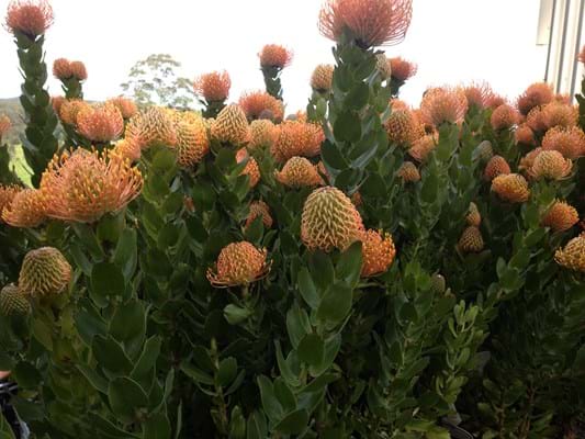 Leucospermum Tiara (Leucospermum patersonii) - Ladybird Nursery