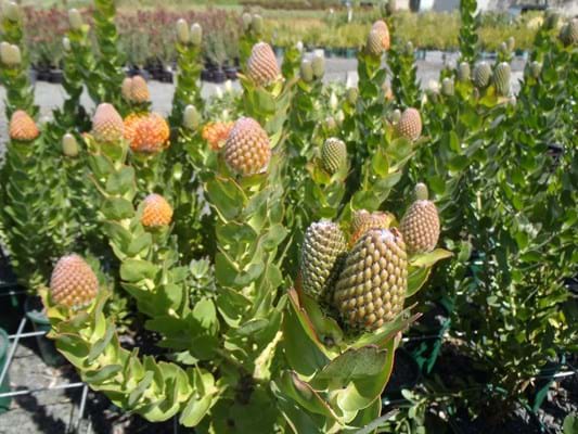 Leucospermum Tiara (Leucospermum patersonii) - Ladybird Nursery