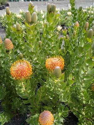 Leucospermum Tiara (Leucospermum patersonii) - Ladybird Nursery