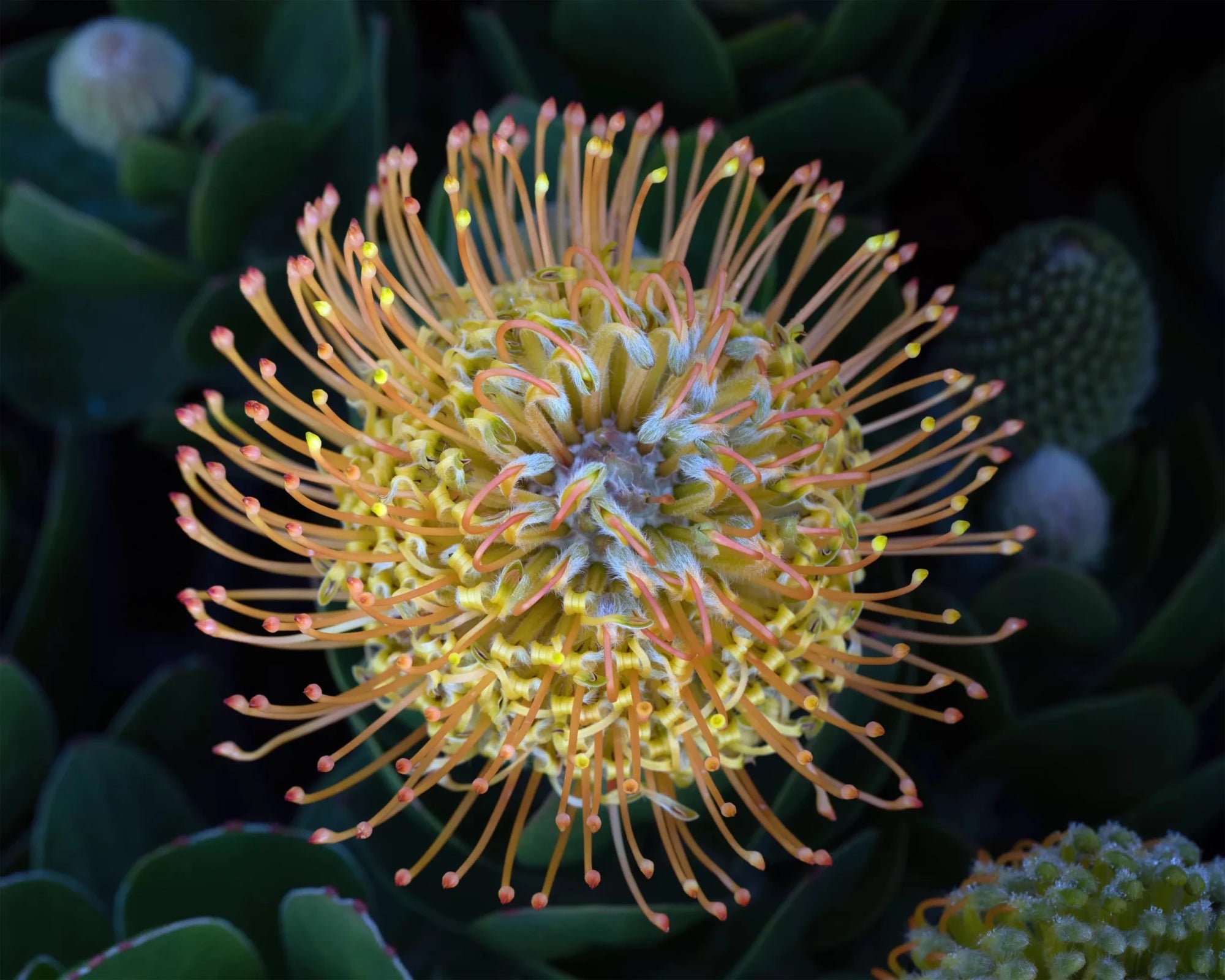 Leucospermum 'Carnival Copper' - Ladybird Nursery