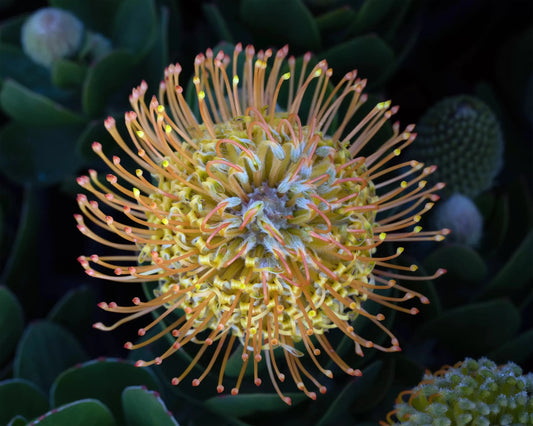 Leucospermum 'Carnival Copper' - Ladybird Nursery