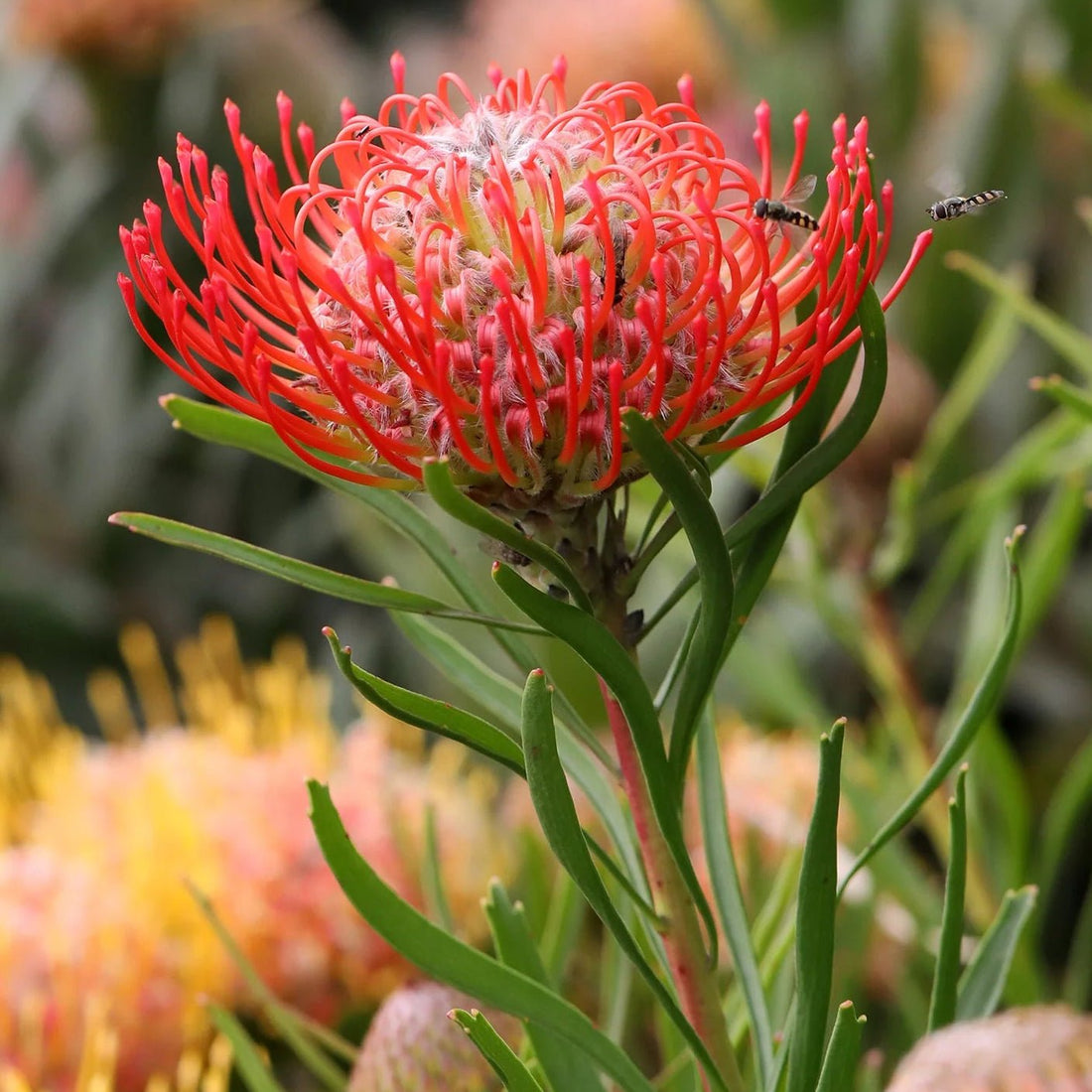 Leucospermum ‘Carnival Flame’ - Ladybird Nursery