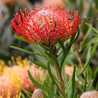 Leucospermum ‘Carnival Flame’ - Ladybird Nursery