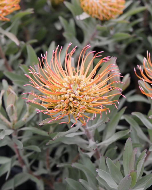 Leucospermum 'Catherinae' - Ladybird Nursery