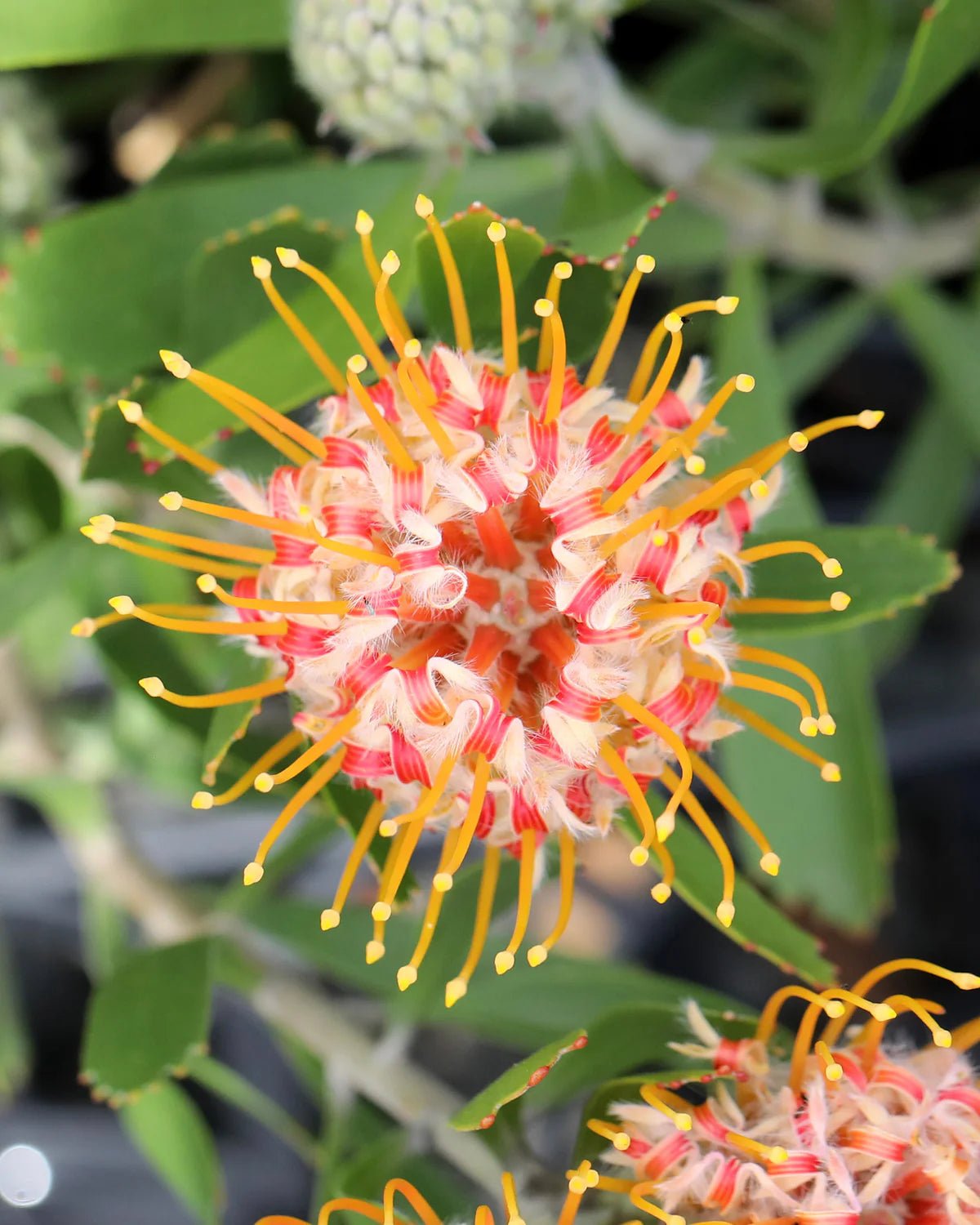 Leucospermum ‘Mardi Gras Petite’ - Ladybird Nursery