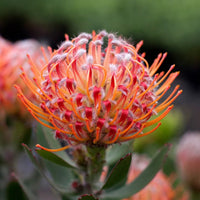 Leucospermum ‘Scarlet Ribbon’ - Ladybird Nursery