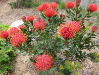 Leucospermum Scarlet Ribbon