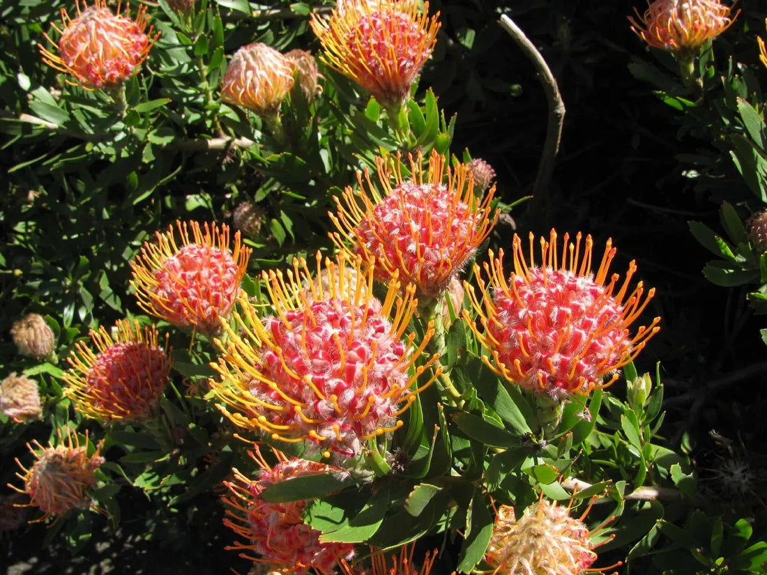 Leucospermum ‘Scarlet Ribbon’ - Ladybird Nursery