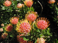 Leucospermum ‘Scarlet Ribbon’ - Ladybird Nursery