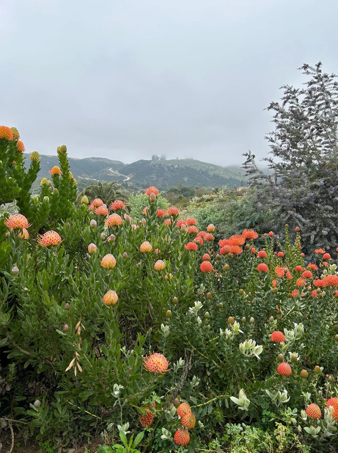 Leucospermum ‘Scarlet Ribbon’ - Ladybird Nursery