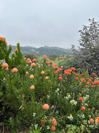 Leucospermum ‘Scarlet Ribbon’ - Ladybird Nursery