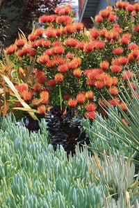 Leucospermum ‘Scarlet Ribbon’ - Ladybird Nursery